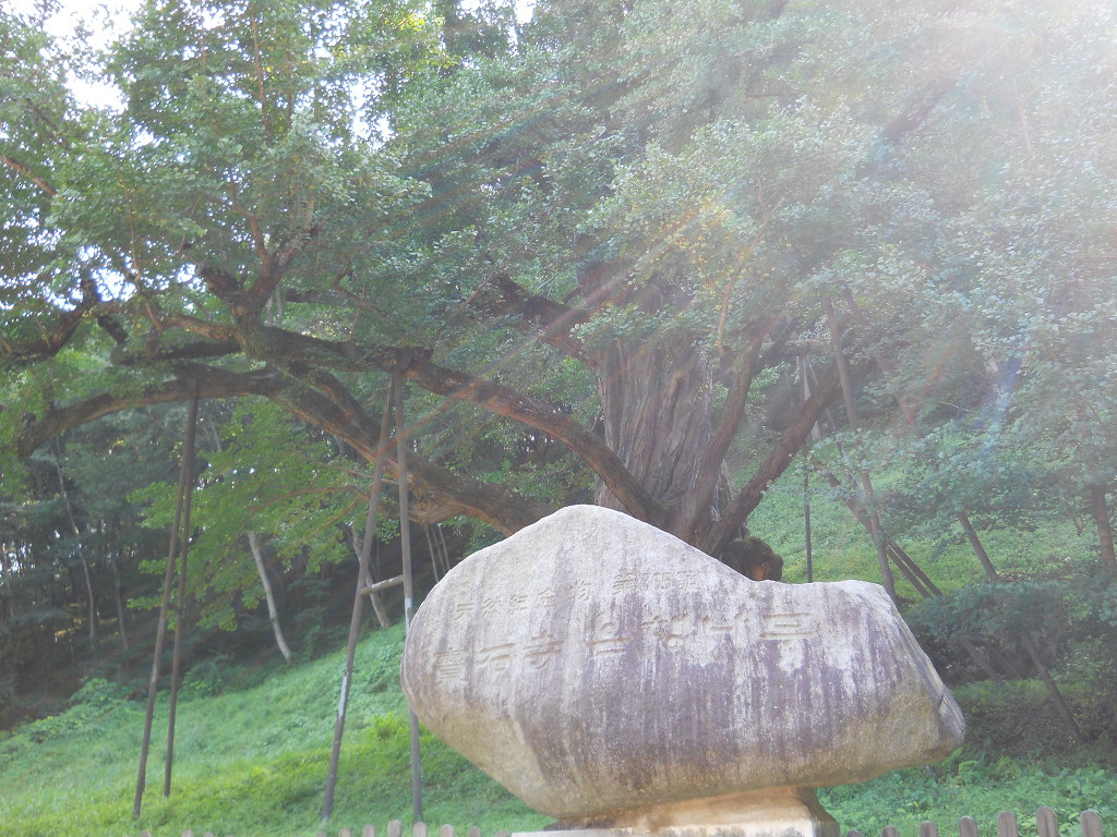 인삼명가 이미지