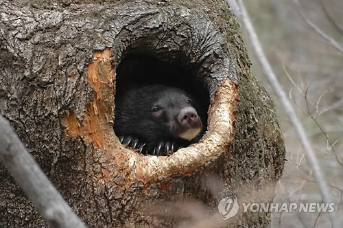 겨울잠 이미지