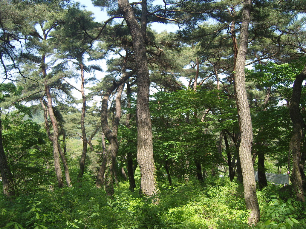 소나무숲길 이미지
