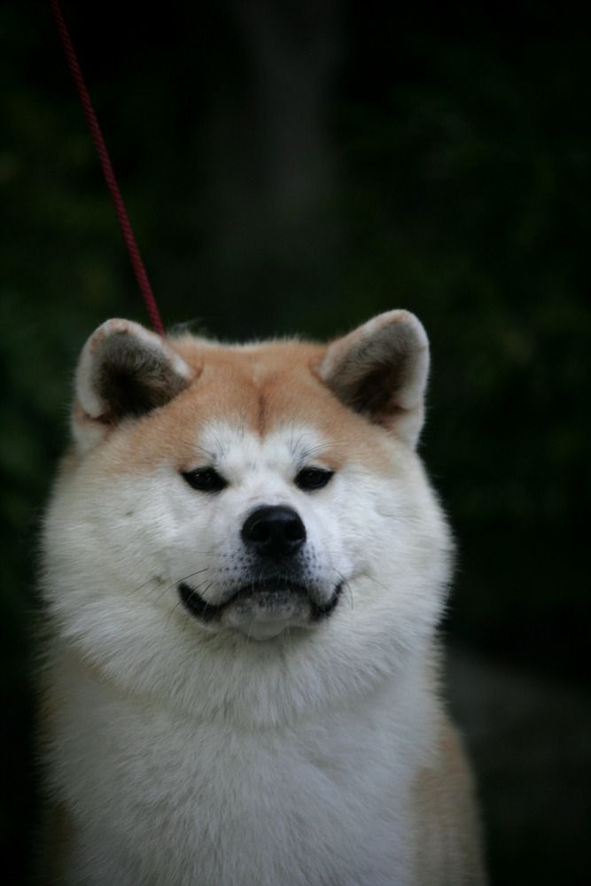 카미 이미지