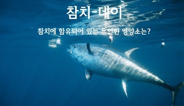 오늘도참치 이미지
