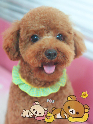 나는 애견미용사 입니다 | 인스티즈