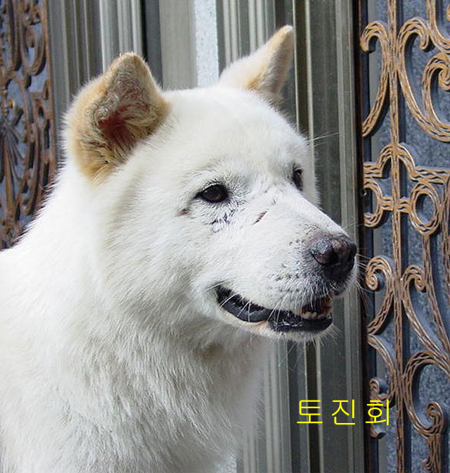 미호 이미지