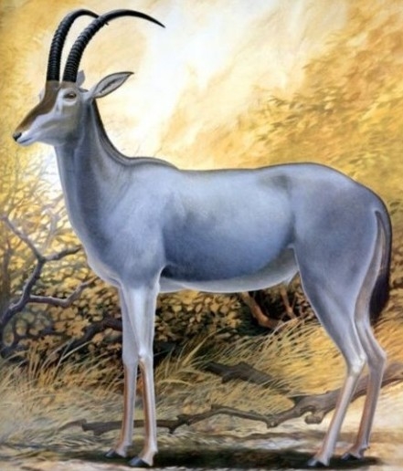 인간이 멸종시킨 동물 | 인스티즈