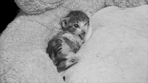 고양이 덕후들만... | 인스티즈
