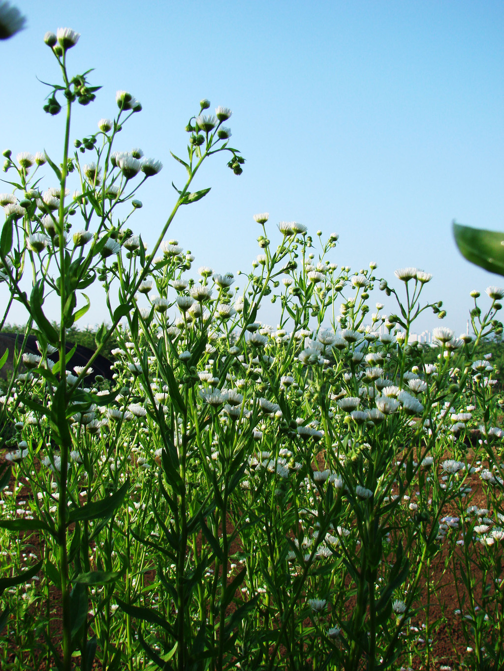 어린왕자의들꽃사랑마을