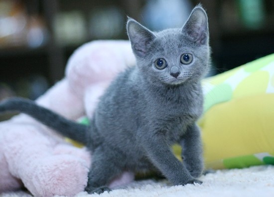 고냥이 10종 | 인스티즈