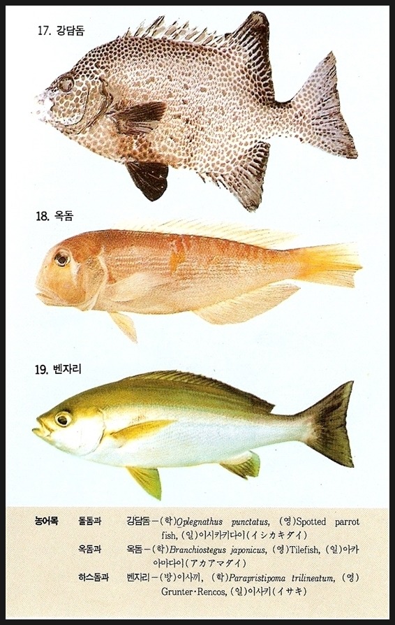 강담 이미지