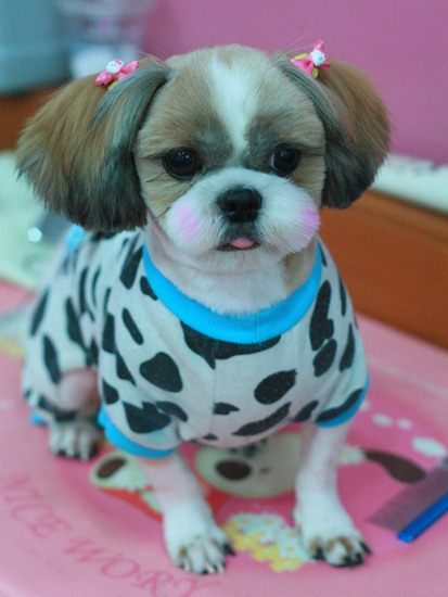 나는 애견미용사 입니다 | 인스티즈