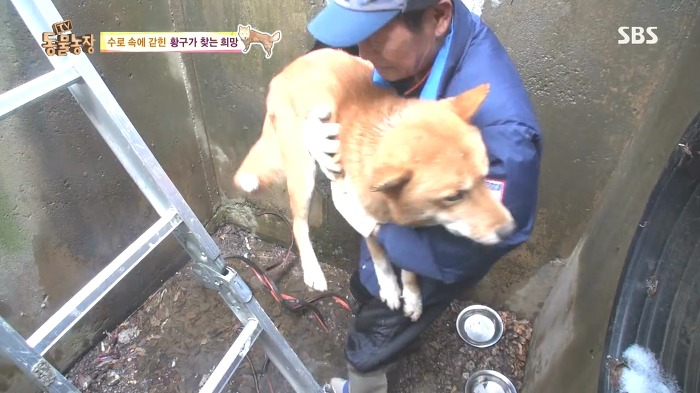[동물농장] 수로 속에 갇힌 황구가 찾는 희망.JPG (감동주의) | 인스티즈