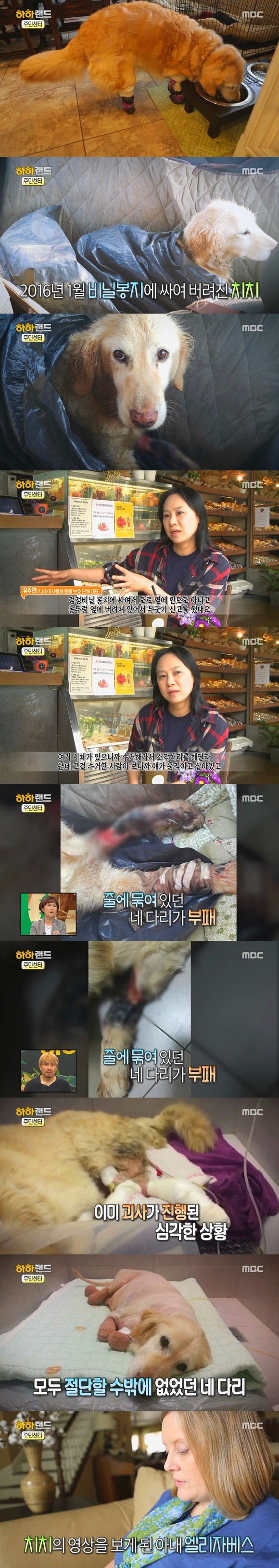 [사진/움짤多] 동물 학대의 현실 & 네 다리가 없는 치치 이야기 | 인스티즈