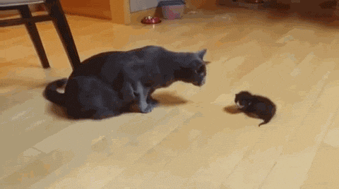 엄살이냥.gif | 인스티즈
