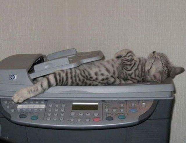 개냥이들 짱덕사주의 (데이터주의!) | 인스티즈