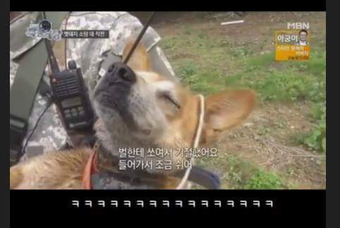 2017년 새해 첫 벌에 쏘인 강아지 | 인스티즈