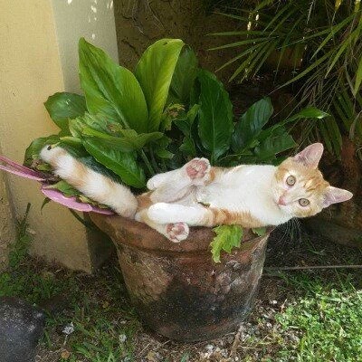 공간이 보이면 들어가는 고양이.jpg | 인스티즈