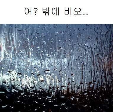 강아지한테 장난으로 해서는 안 되는 말 | 인스티즈