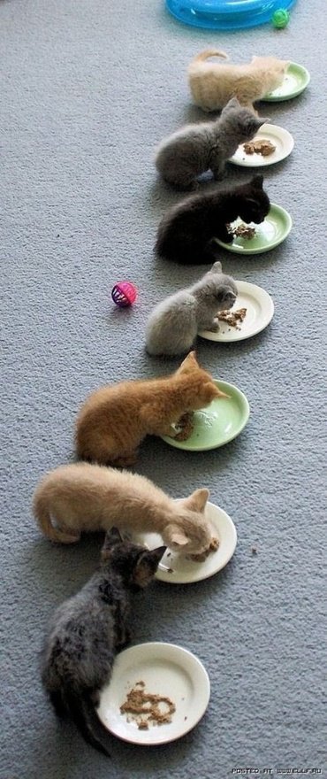 밥먹는 고양이.jpg | 인스티즈