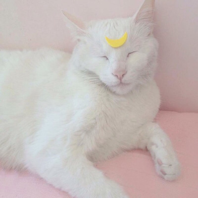 Tumblr : #cat #pink | 인스티즈
