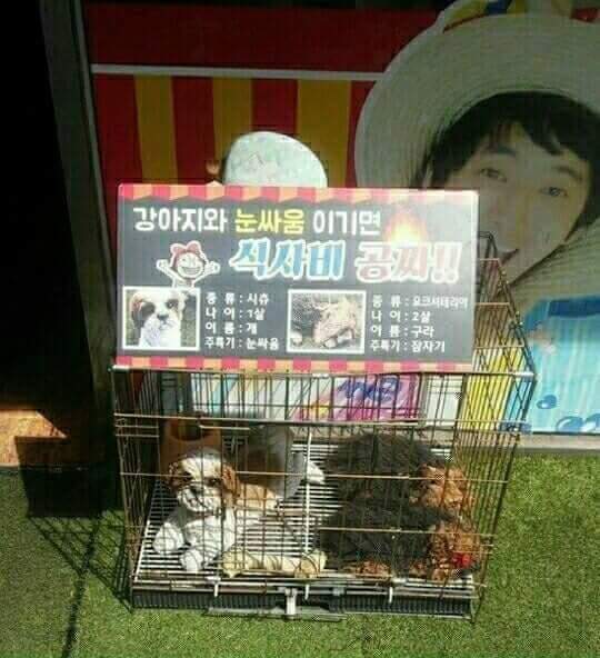 눈싸움 이기면 식사비 꽁짜 | 인스티즈
