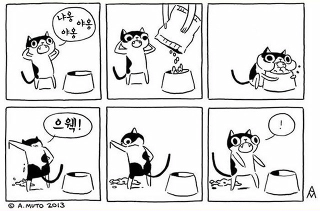 고양이 짤 | 인스티즈