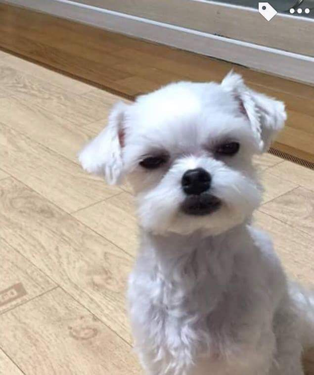 강아지 입주변털이 자꾸 입에 들어가 다듬어달라고 했더니... | 인스티즈