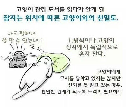 냥냥이와 집사와의 친밀도 테스트 | 인스티즈
