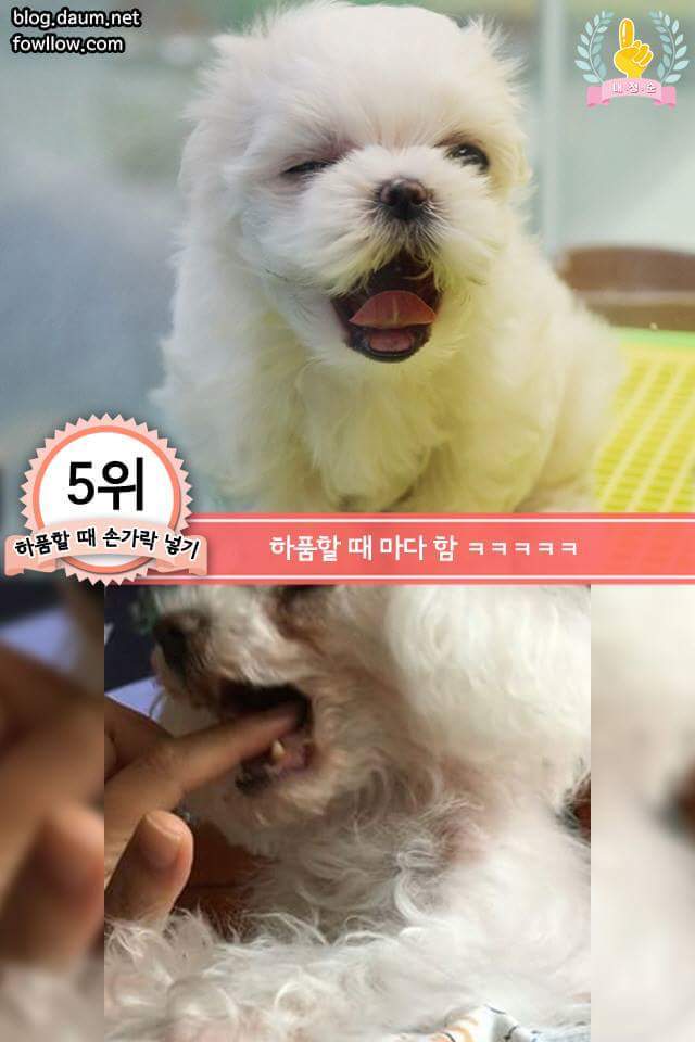 강아지에게 한번쯤 꼭 해보는 행동 | 인스티즈