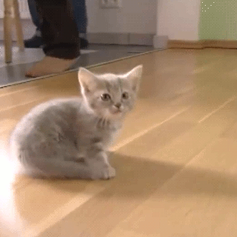 새끼 고양이들 .gif | 인스티즈