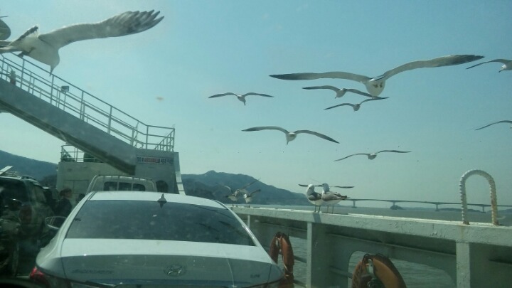 춤추는갈매기 이미지