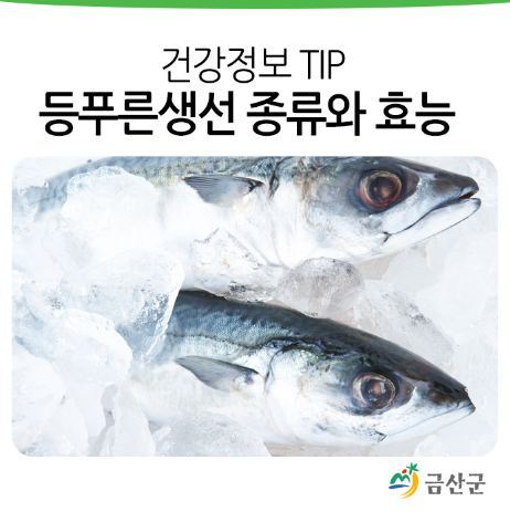 생선 이미지