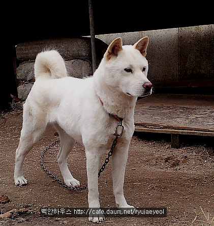 흰둥이 이미지