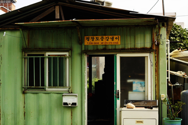 평창토종강냉이 이미지