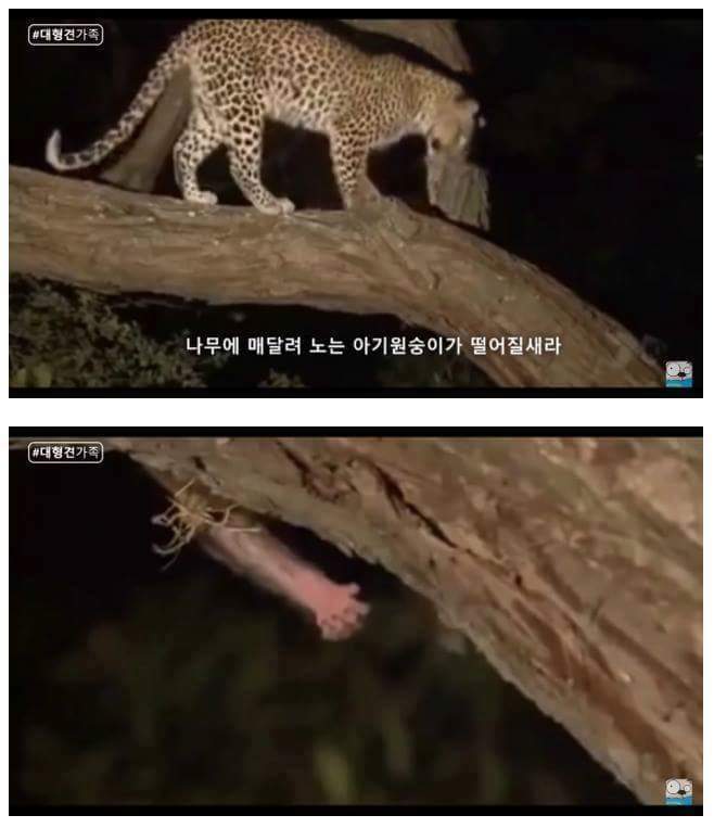 새끼가 있는줄 모르고 어미를 죽인 표범 | 인스티즈