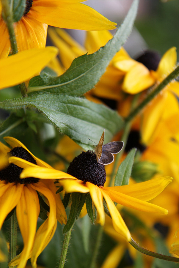 행복flower 이미지