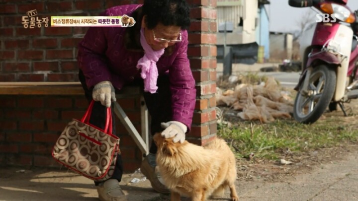 [동물농장] 할머니와 발바리의 따뜻한 우정 | 인스티즈