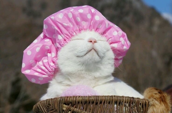 일본의 유명한 고양이 시로네코.jpg | 인스티즈