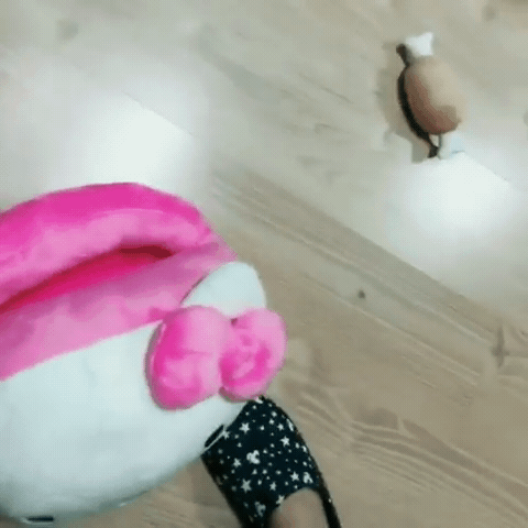 나인뮤지스 경리가 키우는 강아지 ㅠ 졸라 귀엽긔 ㅠ.jpgif | 인스티즈