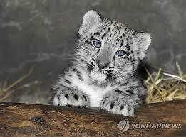 제가 달님 생각하면 떠오르는 동물 | 인스티즈