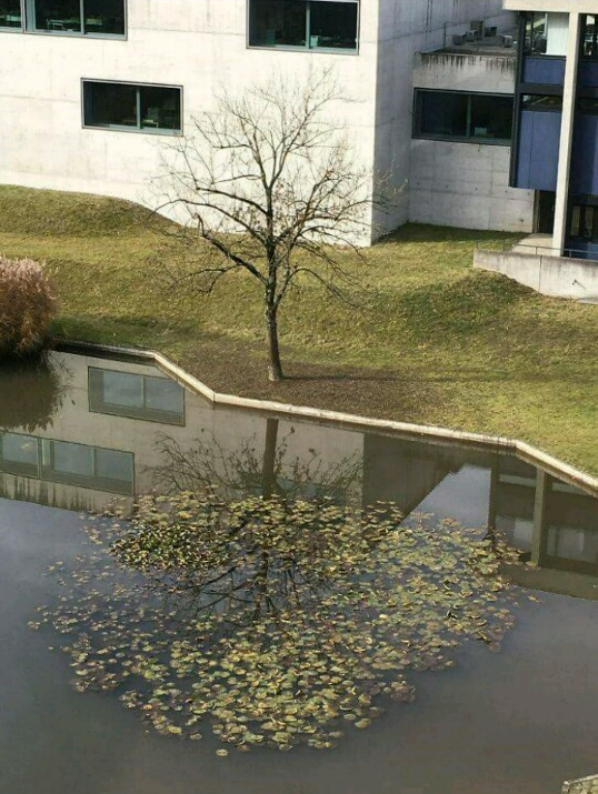 과거를 회상하는 나무 | 인스티즈