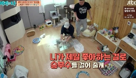 [마리와나] 뚱보냥 호동이 다이어트 시키기 (feat.먼지) | 인스티즈