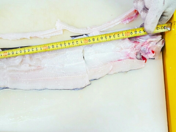 자연산바다장어 이미지