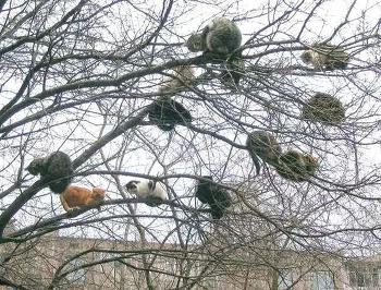 고양이의 진실.jpg | 인스티즈