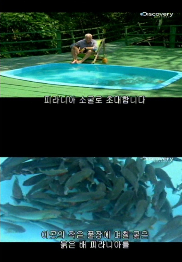 피라냐는 정말로 사람을 공격할까??? | 인스티즈