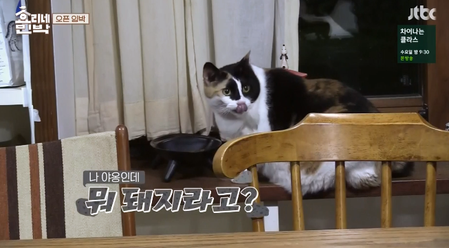 효리네민박에 나온 돼냥이.jpg | 인스티즈