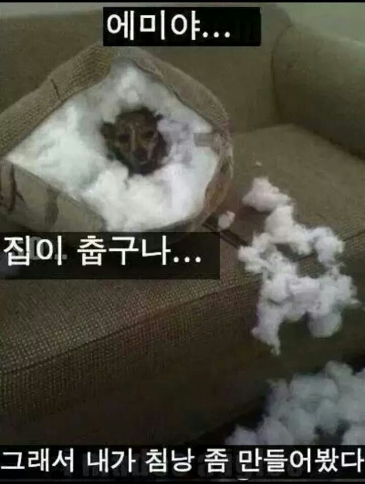 강아지들을 키우고 싶은 이유 | 인스티즈