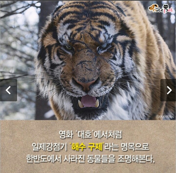 일제강점기 한반도에서 사라진 동물들.jpg | 인스티즈