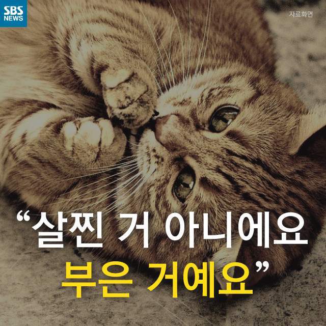 뚱뚱한 길냥이들의 진실 | 인스티즈