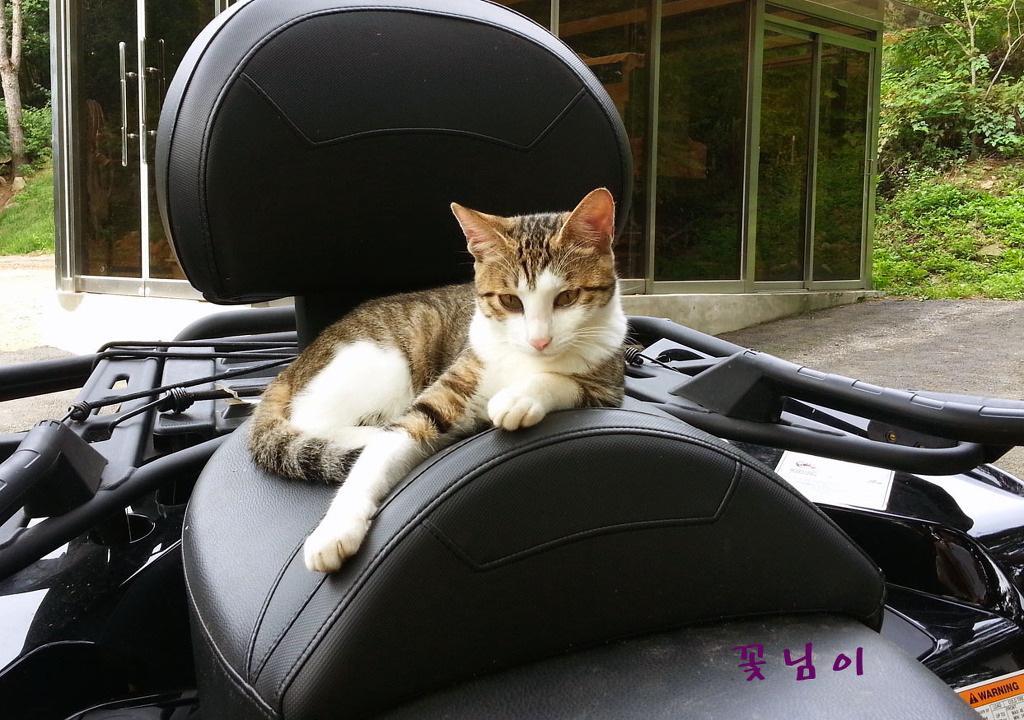 꽃님이 이미지