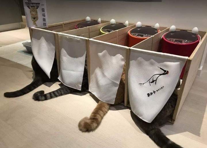 고양이들이 서로 밥을 빼앗아 먹는 것을 본 집사의 해결책 | 인스티즈