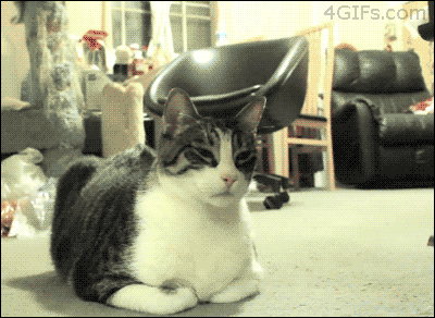 시크한 고양이들 .gif | 인스티즈